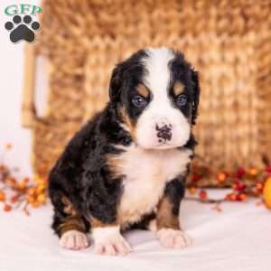 Ray, Bernese Mountain Dog Puppy